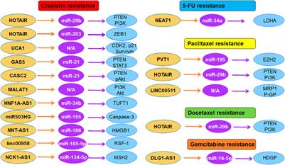 The role of long noncoding RNAs in therapeutic resistance in cervical cancer